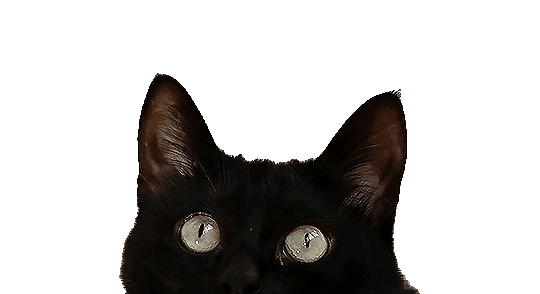 black cat