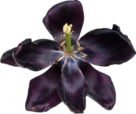 Black Flower