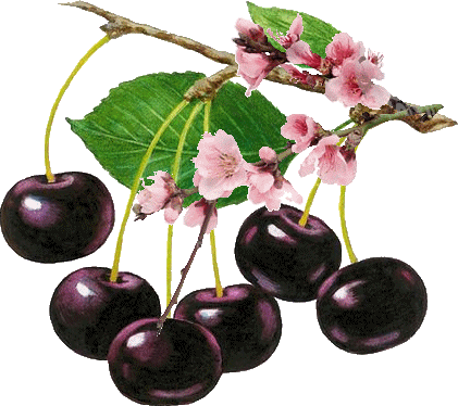 cherry