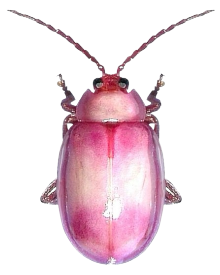 pink bug