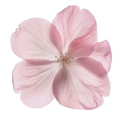 pink Flower