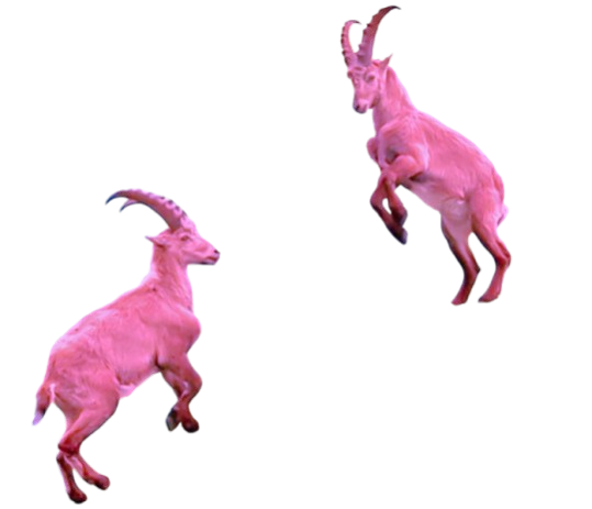 pink goat